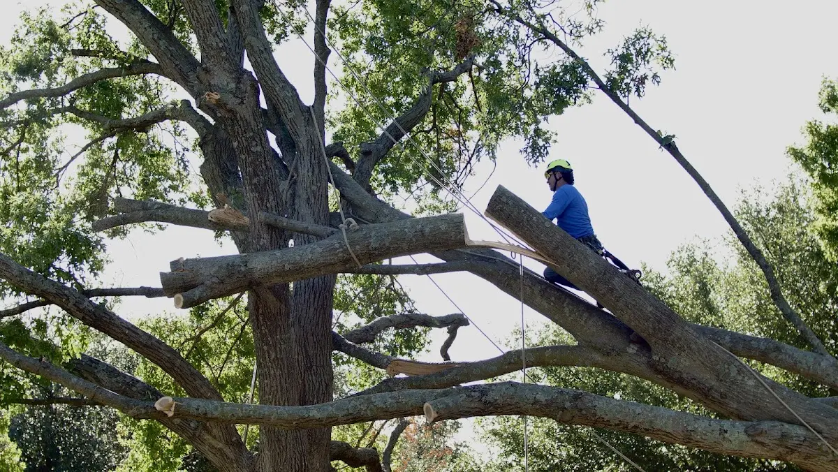 Professional Hazardous Tree Removal performed by certified arborists in Franklin